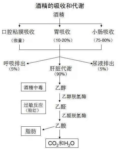 喝多少酒開車算酒駕？喝完酒多久能開車？這組數(shù)據(jù)，都說明白了